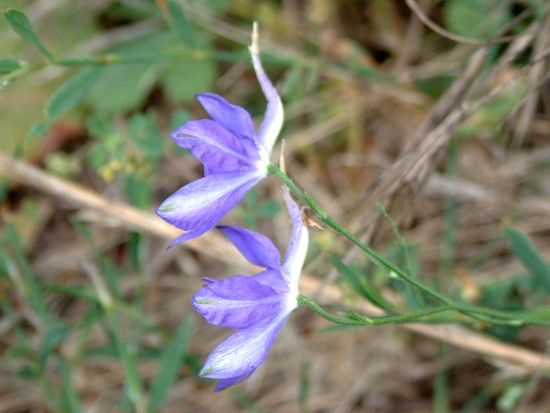 Consolida regalis e Delphinium fissum